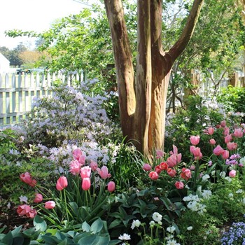 Alexandria Garden Week with Sue Weigel