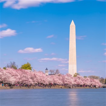 Washington DC Blossoms & Odyssey