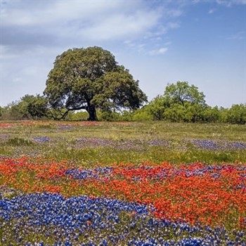 Texas Wildflowers, The Kennedys and Cowboys